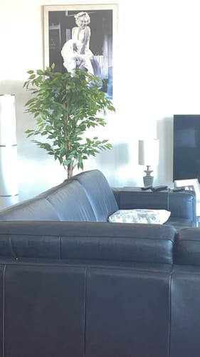 Customer photo review of Kunst Ficus 150cm