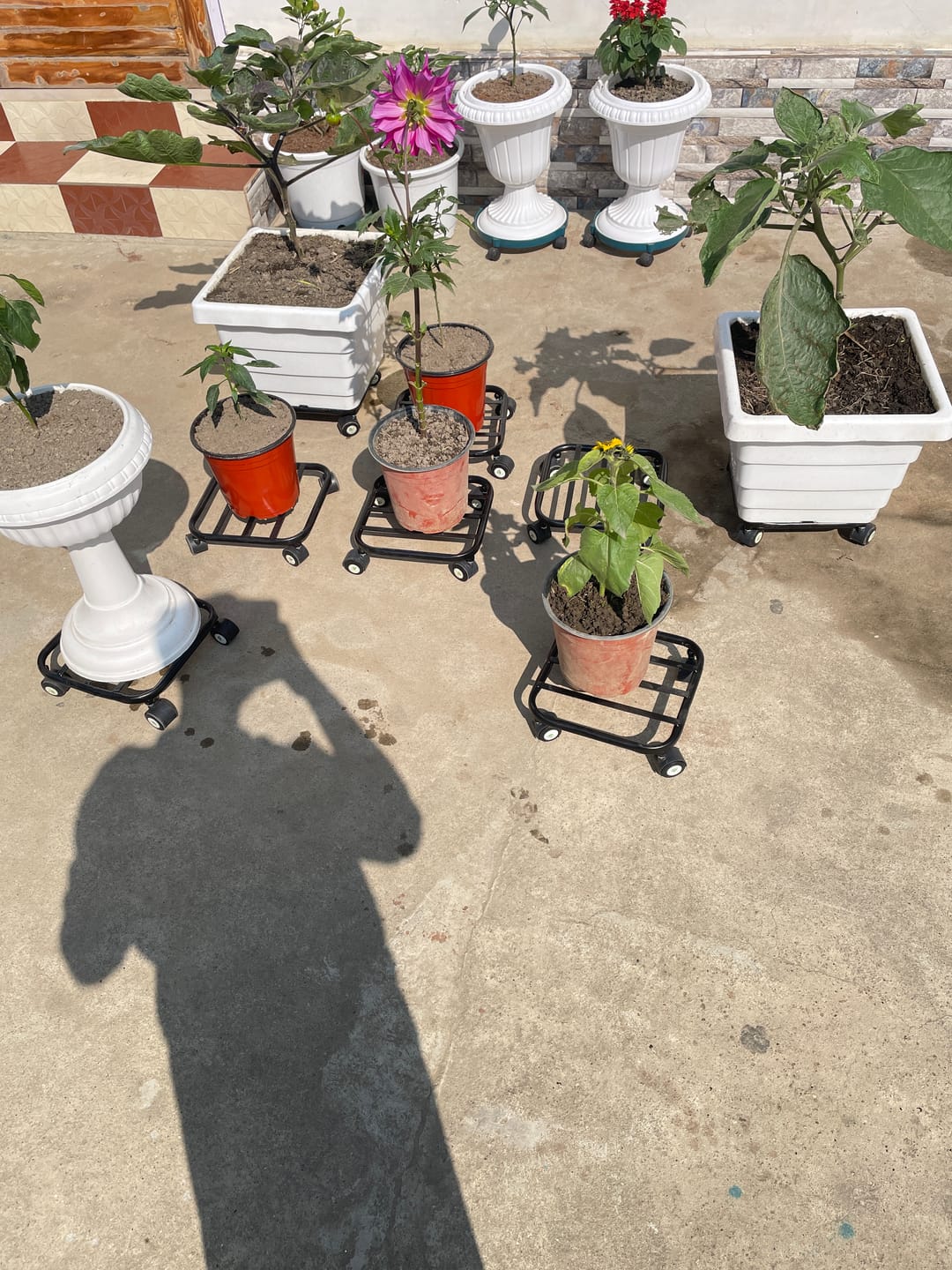 Customer photo review of TryGreen Daze Wheel Rolling Plant Stand for Planters