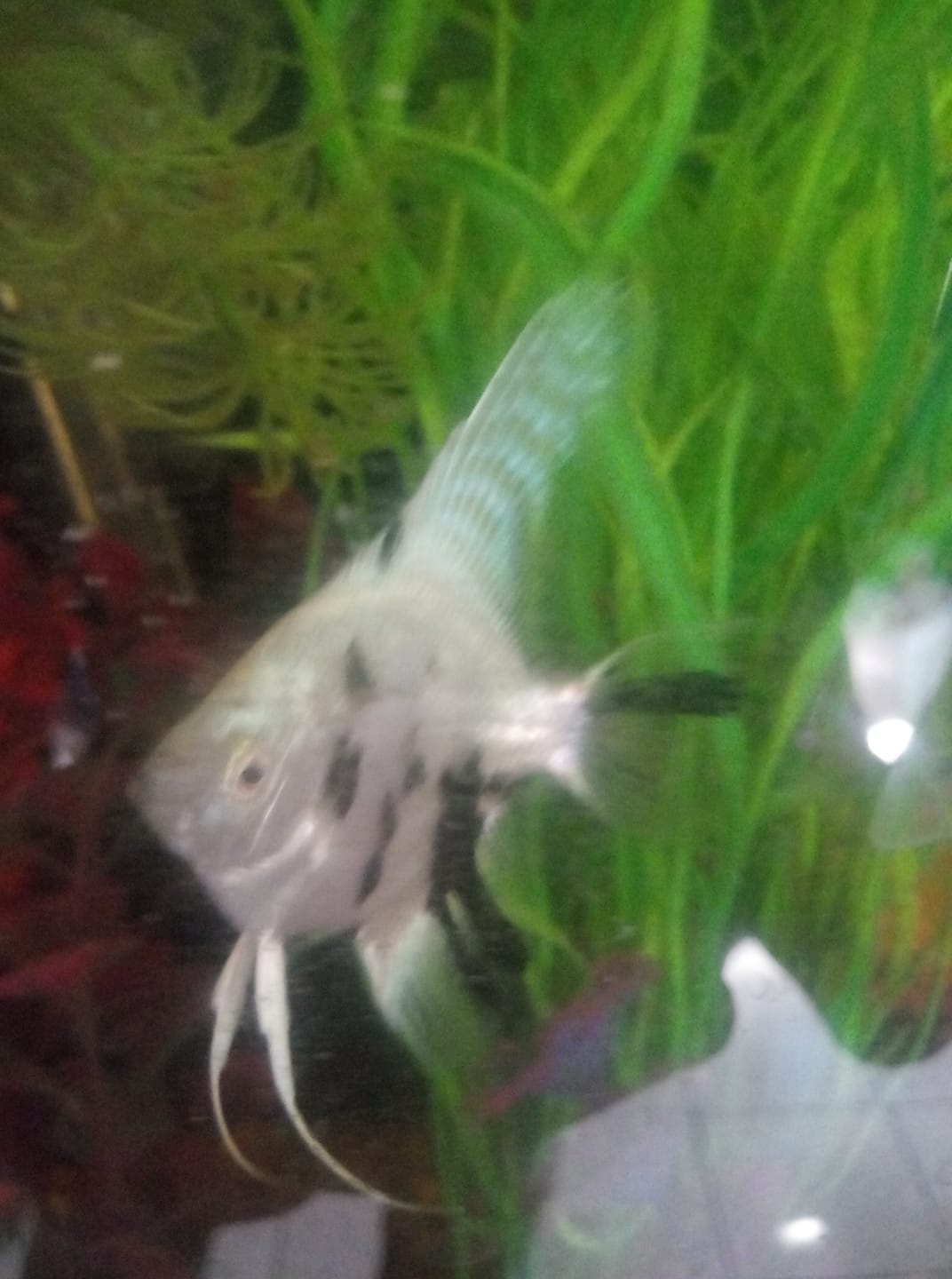 Customer photo review of Panda Angelfish