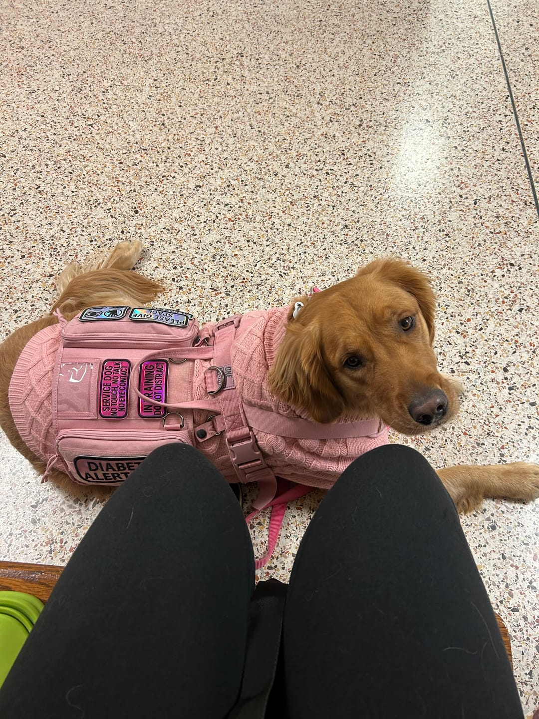 Customer photo review of Cable Knit Dog Sweaters