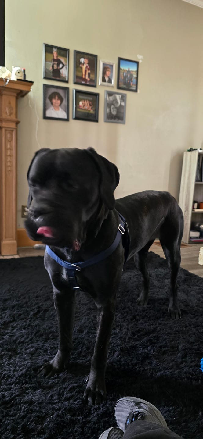 Customer photo review of Calming Tablets for Stressed and Aggressive Dogs - Reduce Dog Aggression and Frustration & Promote Relaxation - All-Natural, Homeopathic Remedy - 300 Tablets