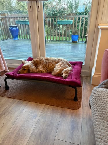 Customer photo review of 30% OFF Cranberry Velour & Maroon Microsuede Luxury Reversible Pad