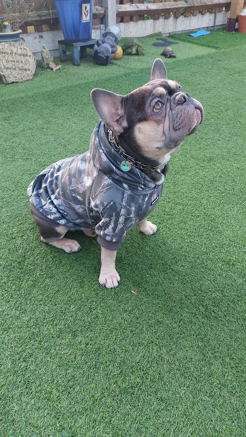 Customer photo review of Concrete Wood Dog Hoodie - Asphalt
