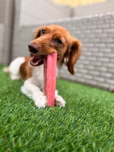 Customer's small dog lies on the grass, chewing a pink Long-Lasting Yak Chew held between its paws.