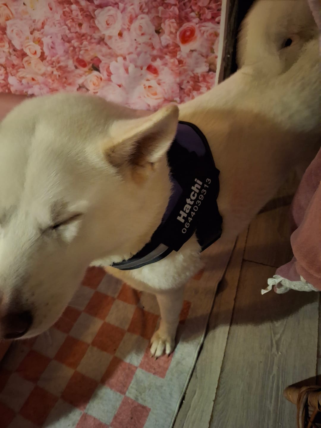 Customer photo review of PawGuard - Gepersonaliseerd Hondentuigje