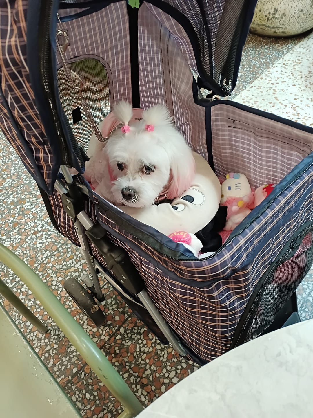 Customer photo review of Large Dog Stroller - 3 Wheels