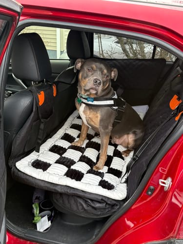 Customer photo review of RuffRover 2.0™ - Hard Bottom Dog Car Seat Protector