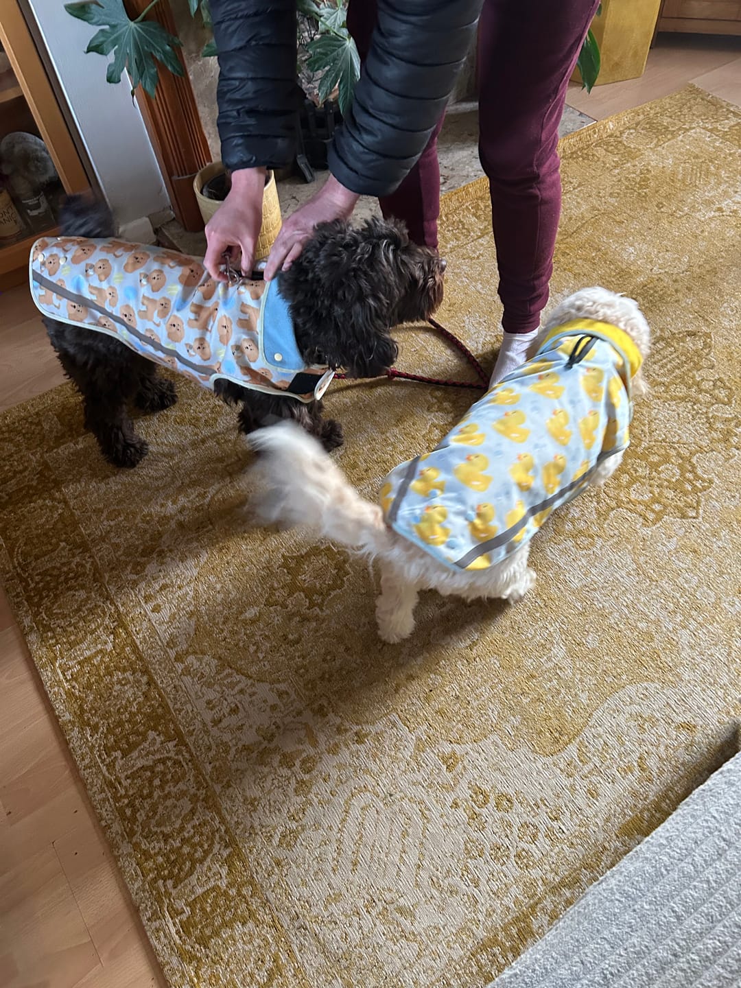 Customer photo review of Rain Jacket - You Quack Me Up!