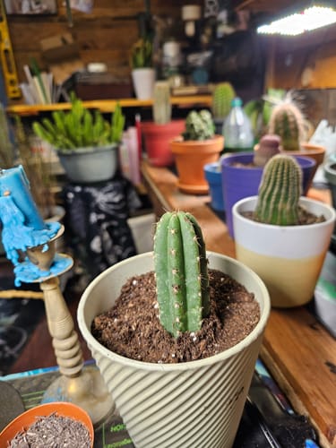 Customer photo review of Trichocereus Pachanoi | Non-PC San Pedro Cactus