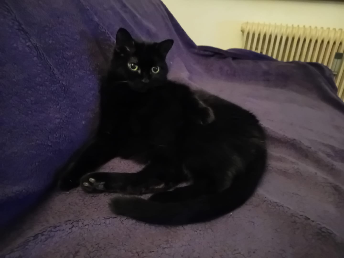 Customer photo review of Allergietest Plus Katze