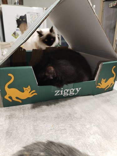 Un client montre ses deux chats utilisant la boîte du Coffret Découverte Chaton comme une maison.