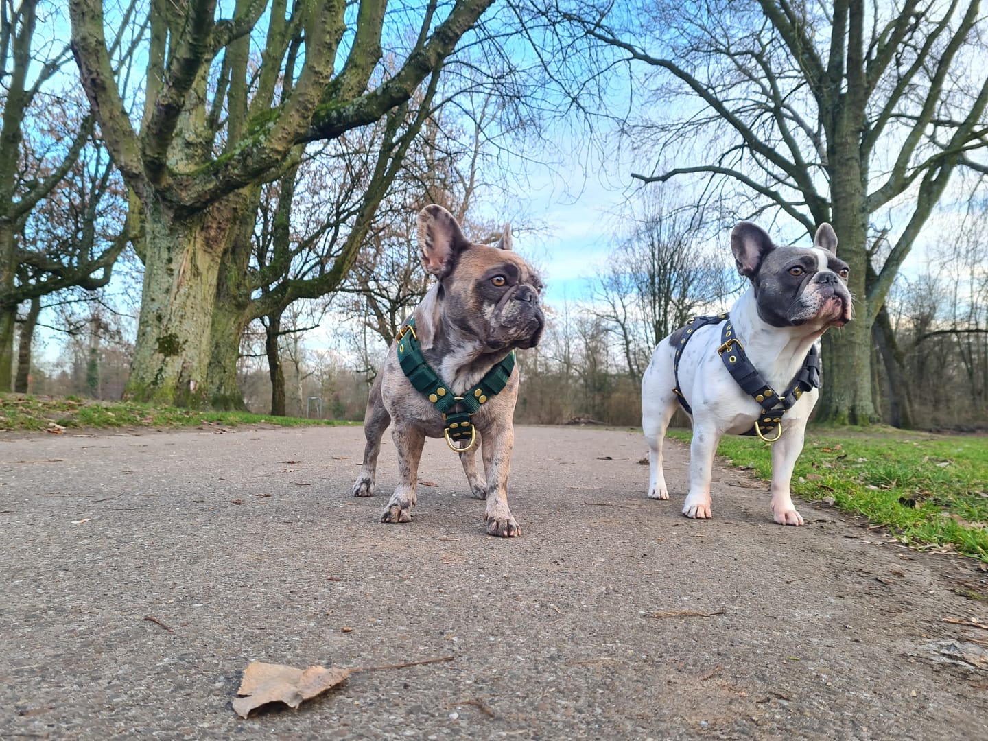 Customer photo review of Easy Walk Golden Dark Grey - Sele med handtag