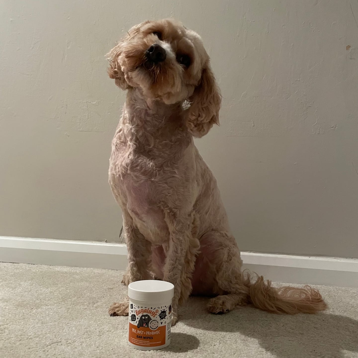 Customer photo review of Pre, Post + Probiotic Ear Wipes for Dogs