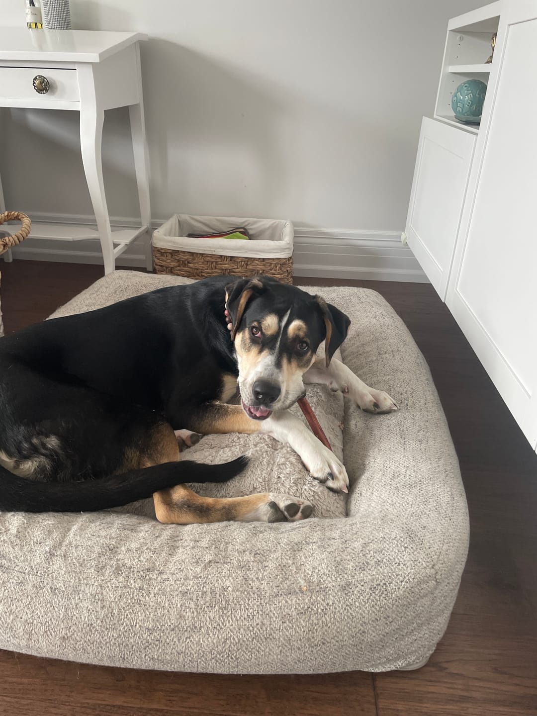 Customer photo review of 12 Inch Mega Monster Bully Stick (LIMITED)