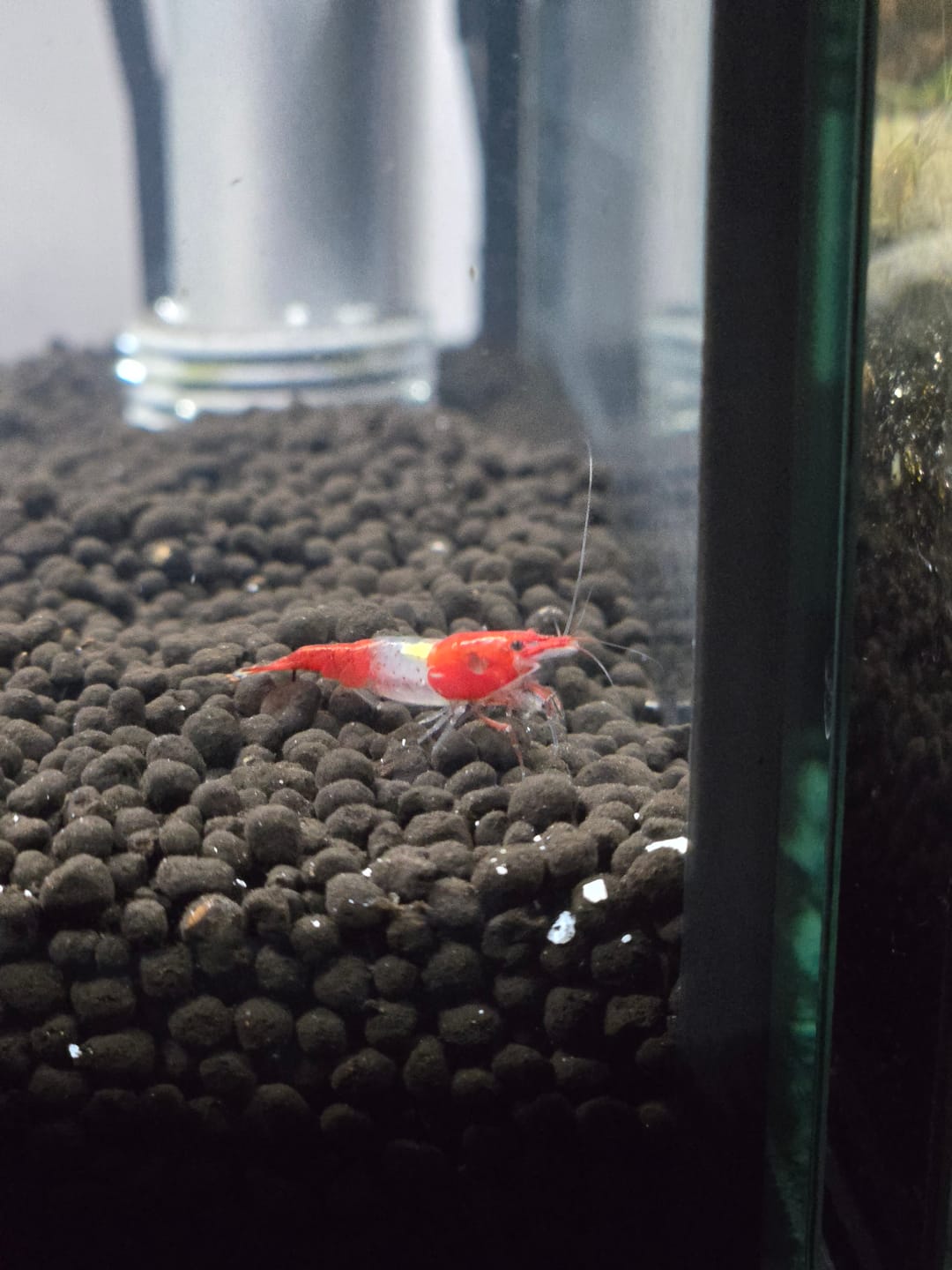 Customer photo review of Red Rili Shrimp