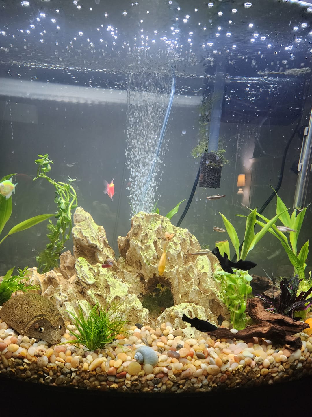 Customer photo review of Bacopa Monnieri 'Moneywort'