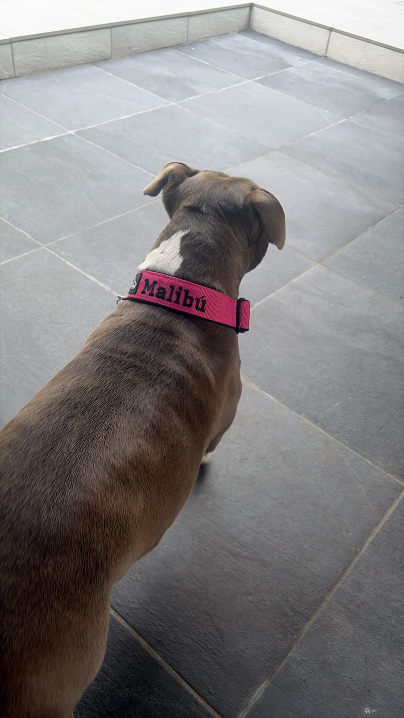Customer photo review of Hundkoppel med namn