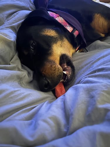 Close-up of a customer's dog lying on a bed while happily chewing a red Long-Lasting Yak Chew.