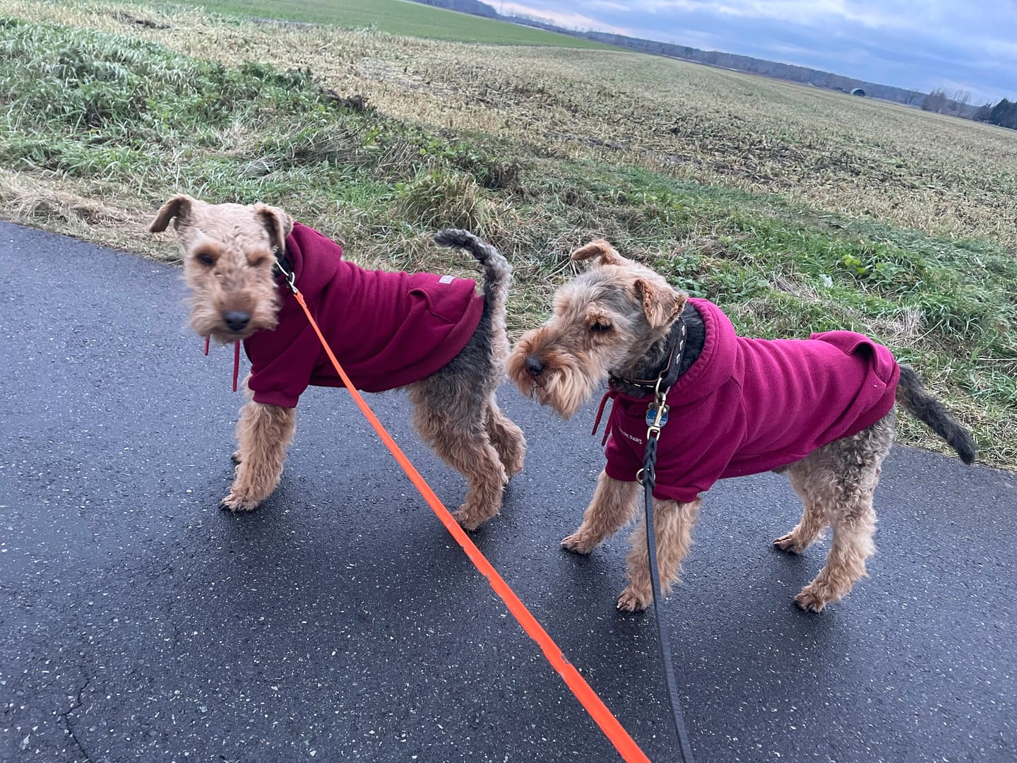 Customer photo review of Essential Dog Hoodie - Teal