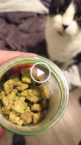 Customer video review of GRANDDADDY PURPLE Indica THCa Exotic Flower Smalls 14g 28g 114g QP