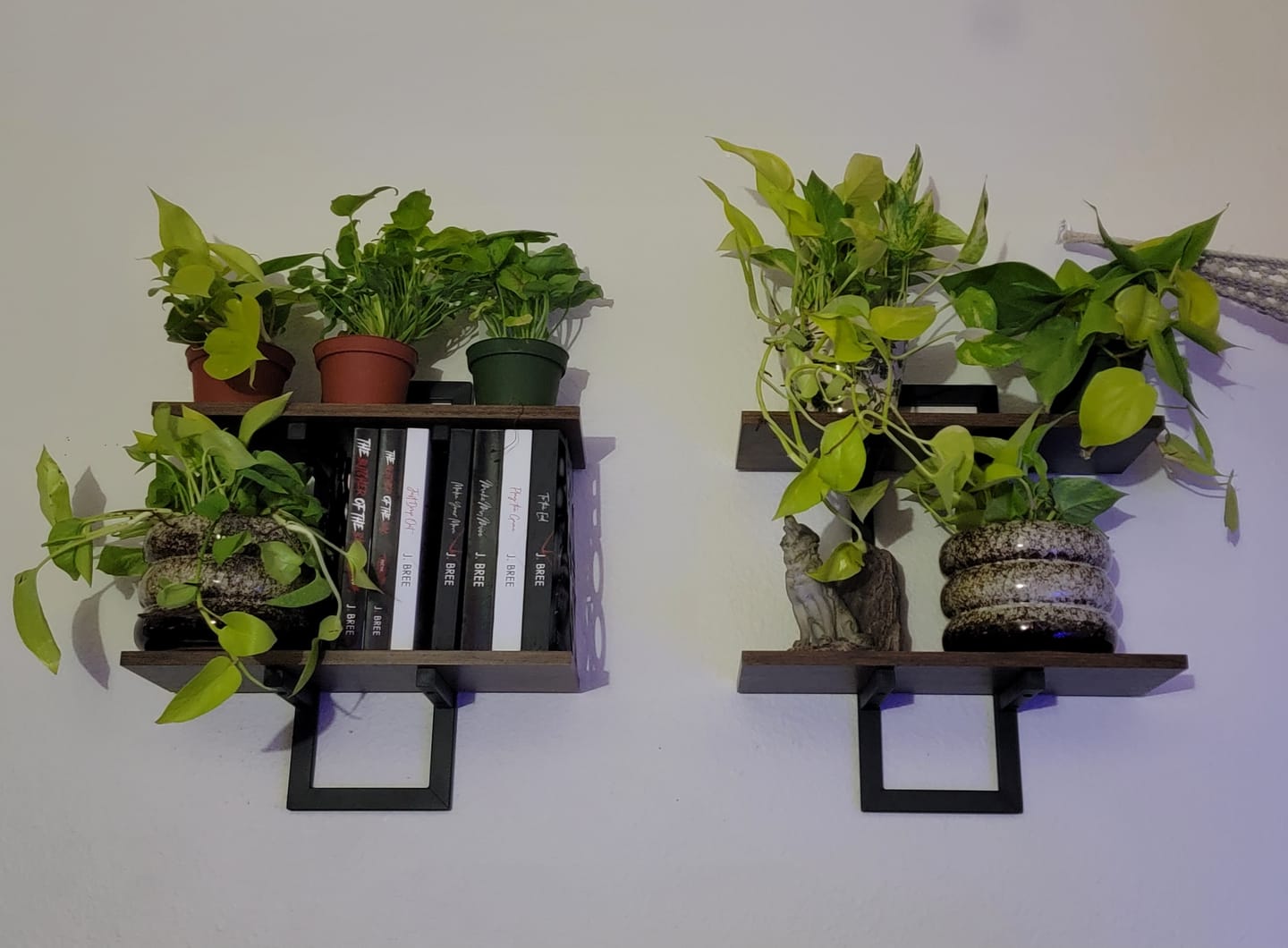 Customer photo review of Philodendron hederaceum 'Lemon Lime'