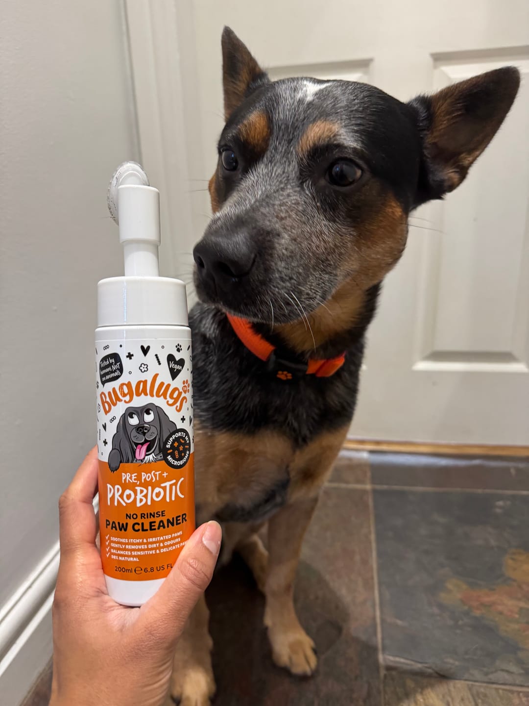 Customer photo review of Pre, Post + Probiotic No Rinse Paw Cleaner