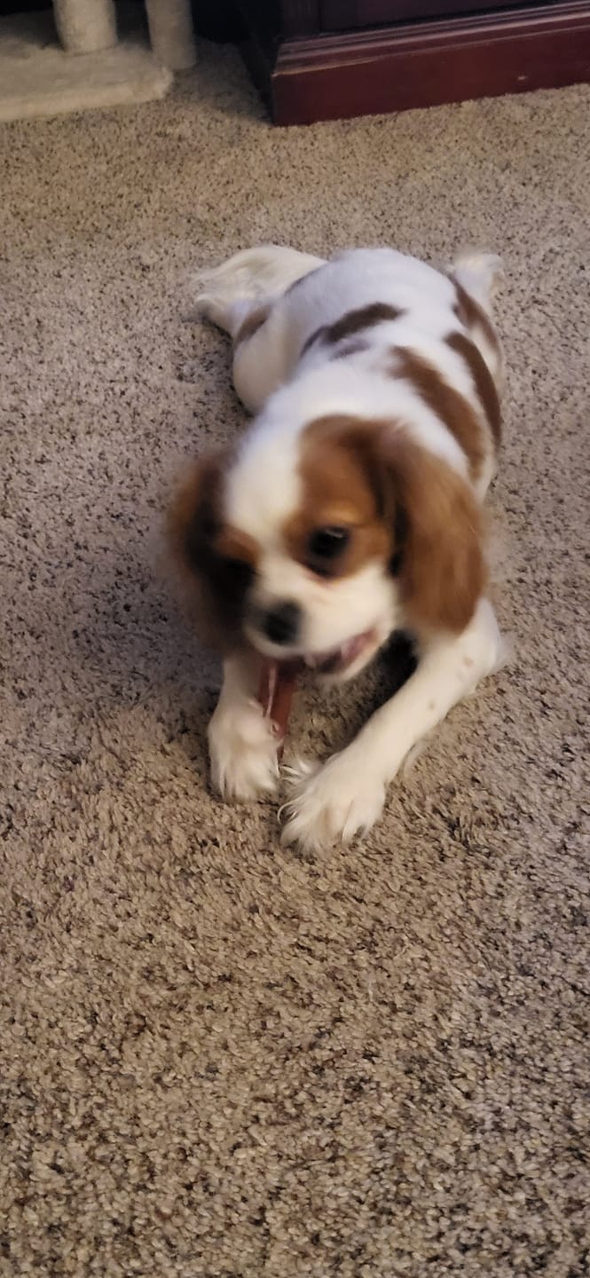 Customer photo review of 6 Inch Standard Bully Stick