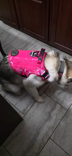 Customer's Alaskan Malamute wearing a bright pink Team K9 Tactical Dog Harness indoors.