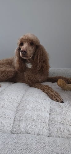 Customer photo review of Mystery Box - Dog
