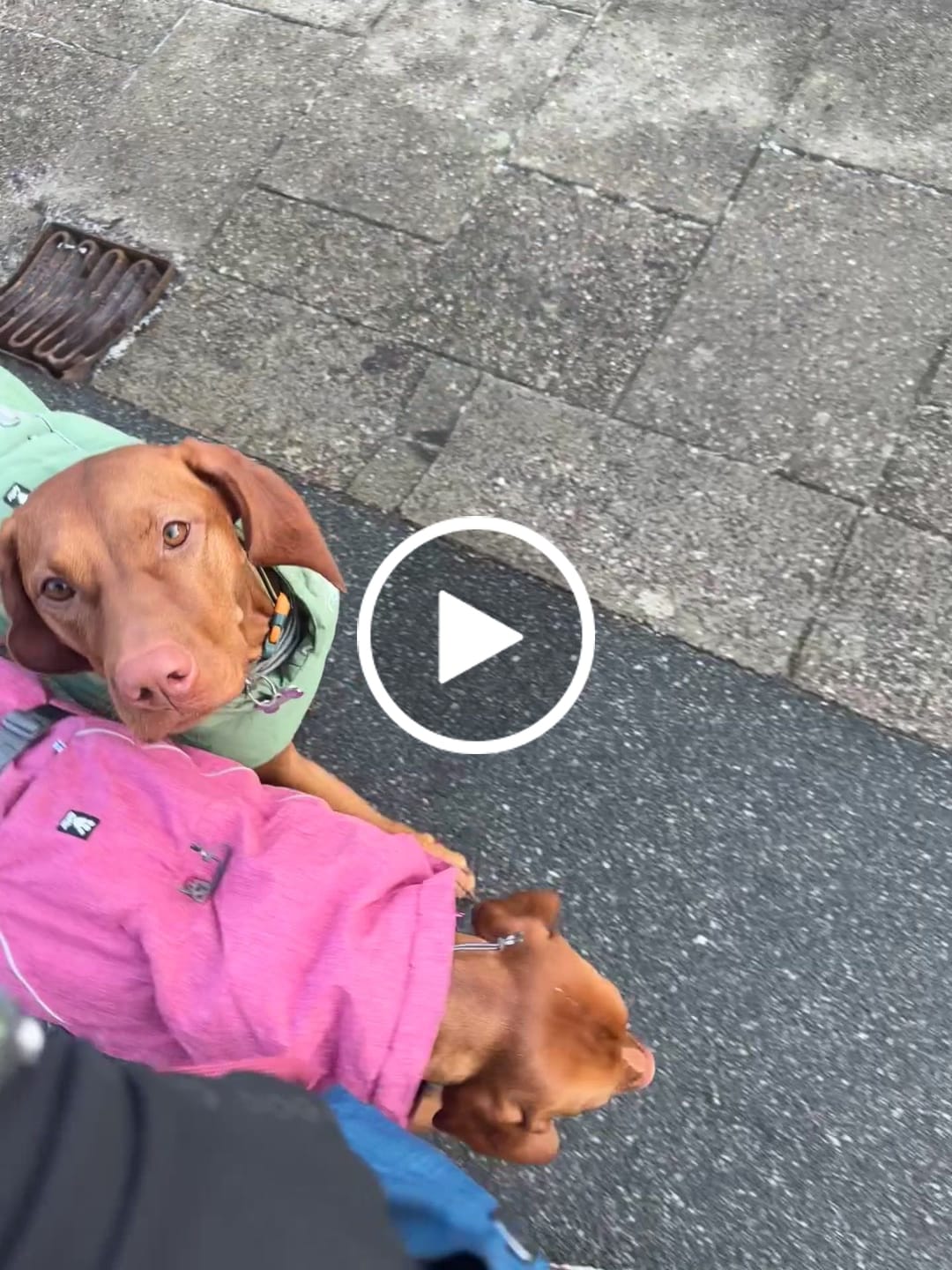 Customer video review of DogCoach Allround Godbidshandsker | Unisex | Sort | Miley