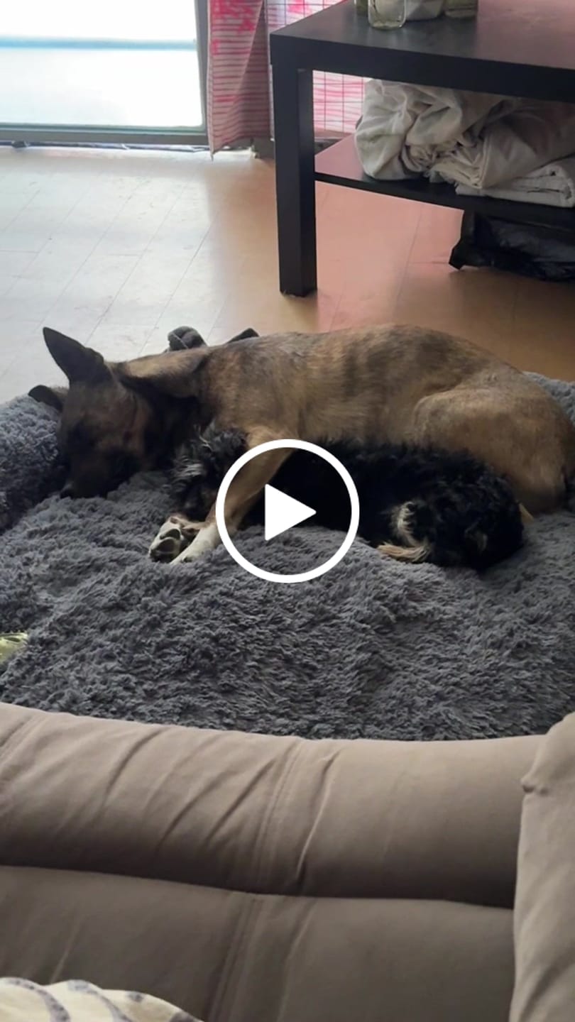 Customer video review of Funda Original para Cama Antiestrés para Perros