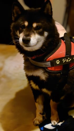 Customer photo review of FunFunPet 高機能ハーネス（お名前タグ作成サービス付き）