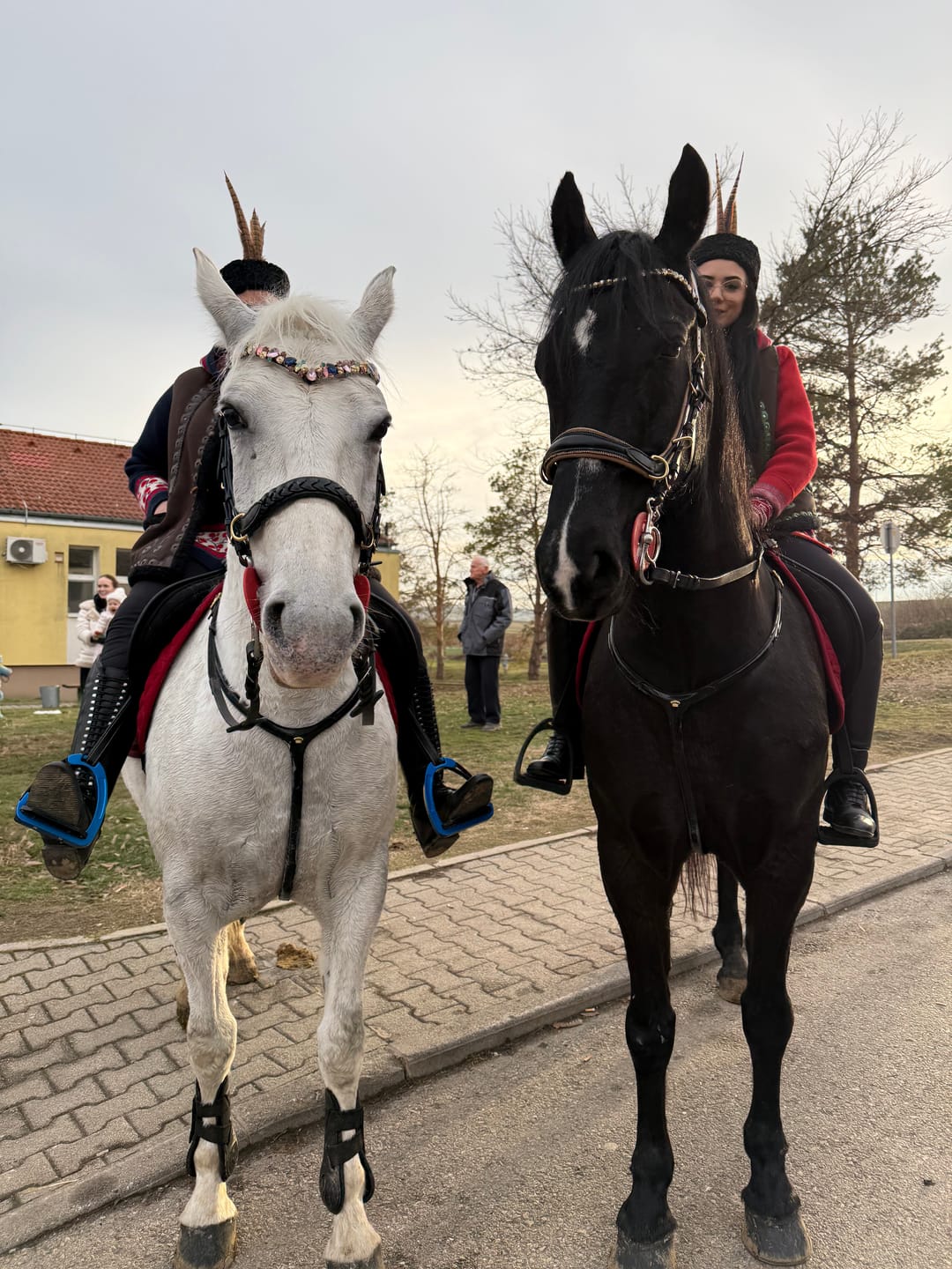 Customer photo review of Spiritandhiscrew X MASEGO bit to bitless Multi bridle