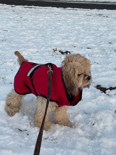 Customer photo review of 3-in-1 Dog Coat