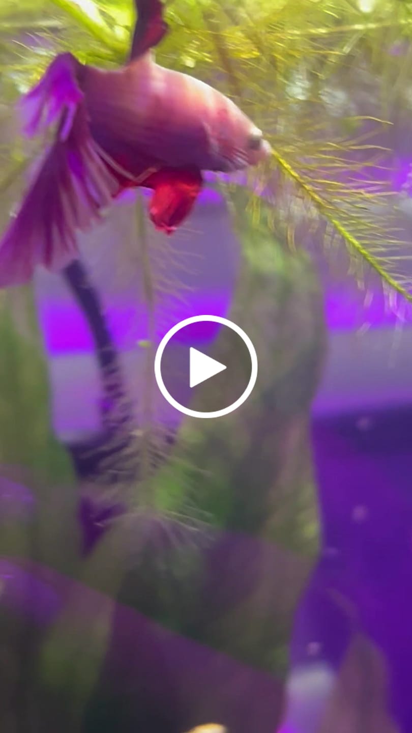 Customer video review of Purple Halfmoon Male Betta Fish | Grower's Pick