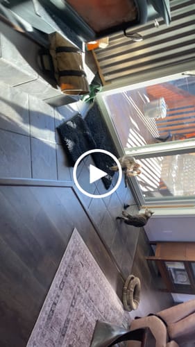 Customer video review of Interactive Bird Simulation Cat Toy Set