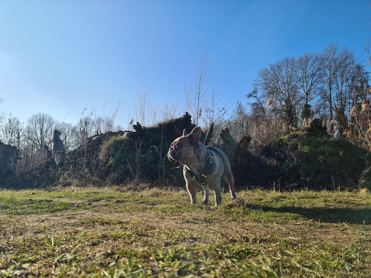 Customer photo review of Easy Walk Golden Forest Green - Sele med handtag