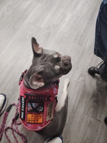 Customer's service dog sits wearing the red Team K9 Tactical Dog Harness with several patches.
