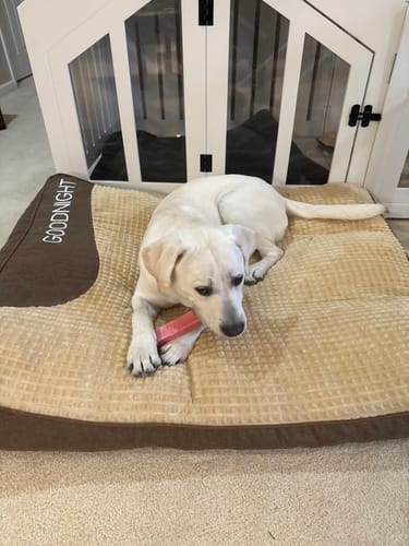 Customer's dog lying on a dog bed while chewing a pink Strawberry Yak Chew.