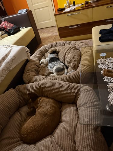 Customer photo review of CozyNest Prémium Puha Fánk Alakú Kutya és Macska Fekhely