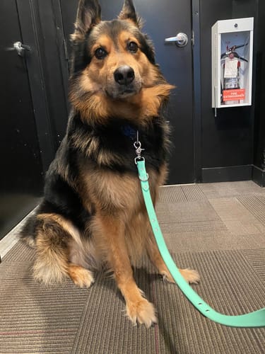 Customer photo review of Biothane Traffic Handle Dog Leash