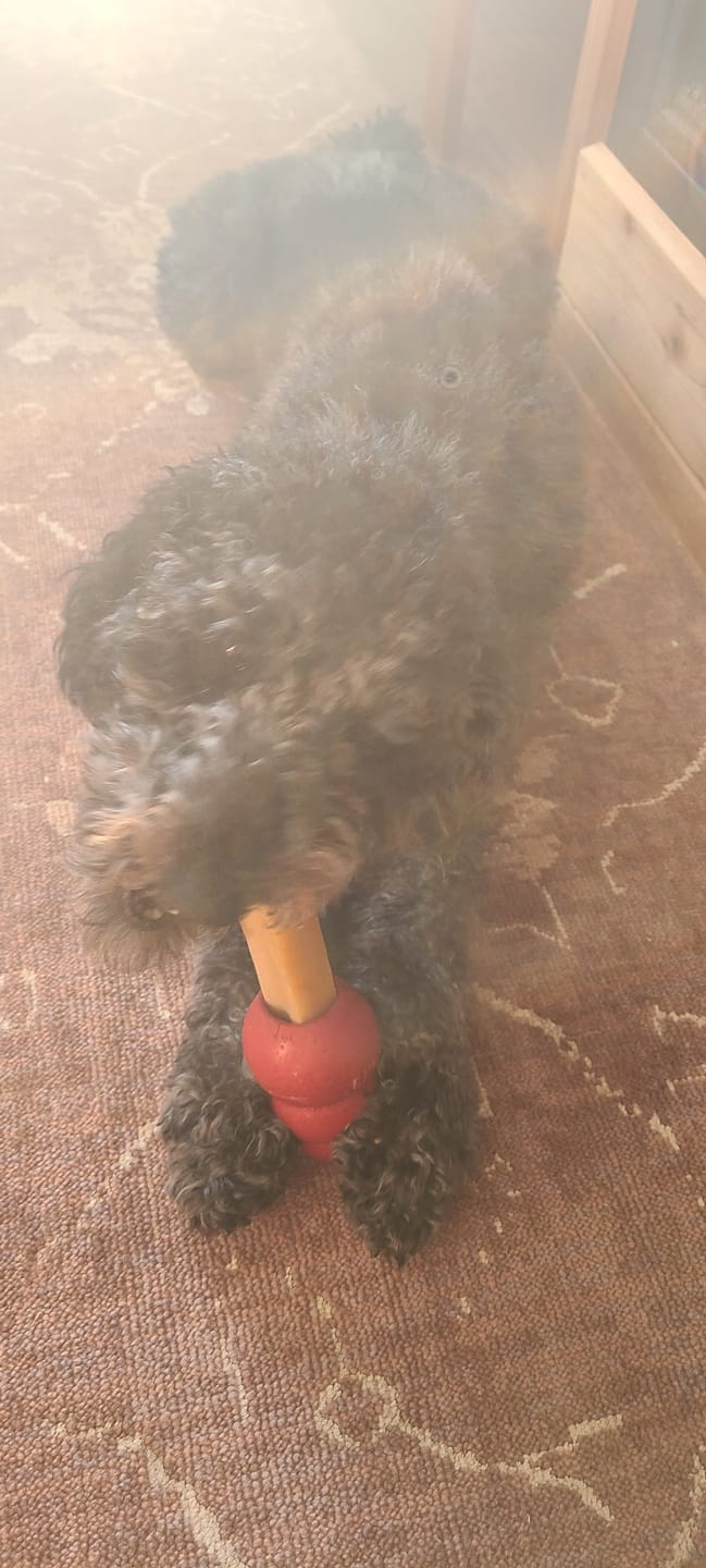 Customer photo review of Himalayan Yak Chew (MEDIUM)
