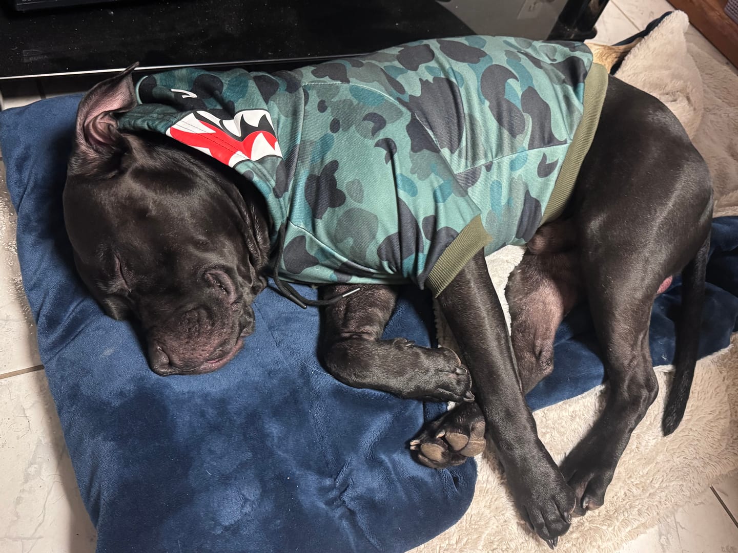 Customer photo review of Shark Monster Dog Hoodie - Green Camo