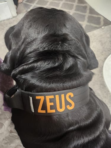Customer photo review of Personalized Bully Proof Collar