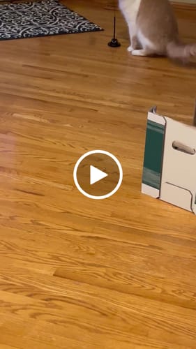 Customer video review of Interactive Bird Simulation Cat Toy Set