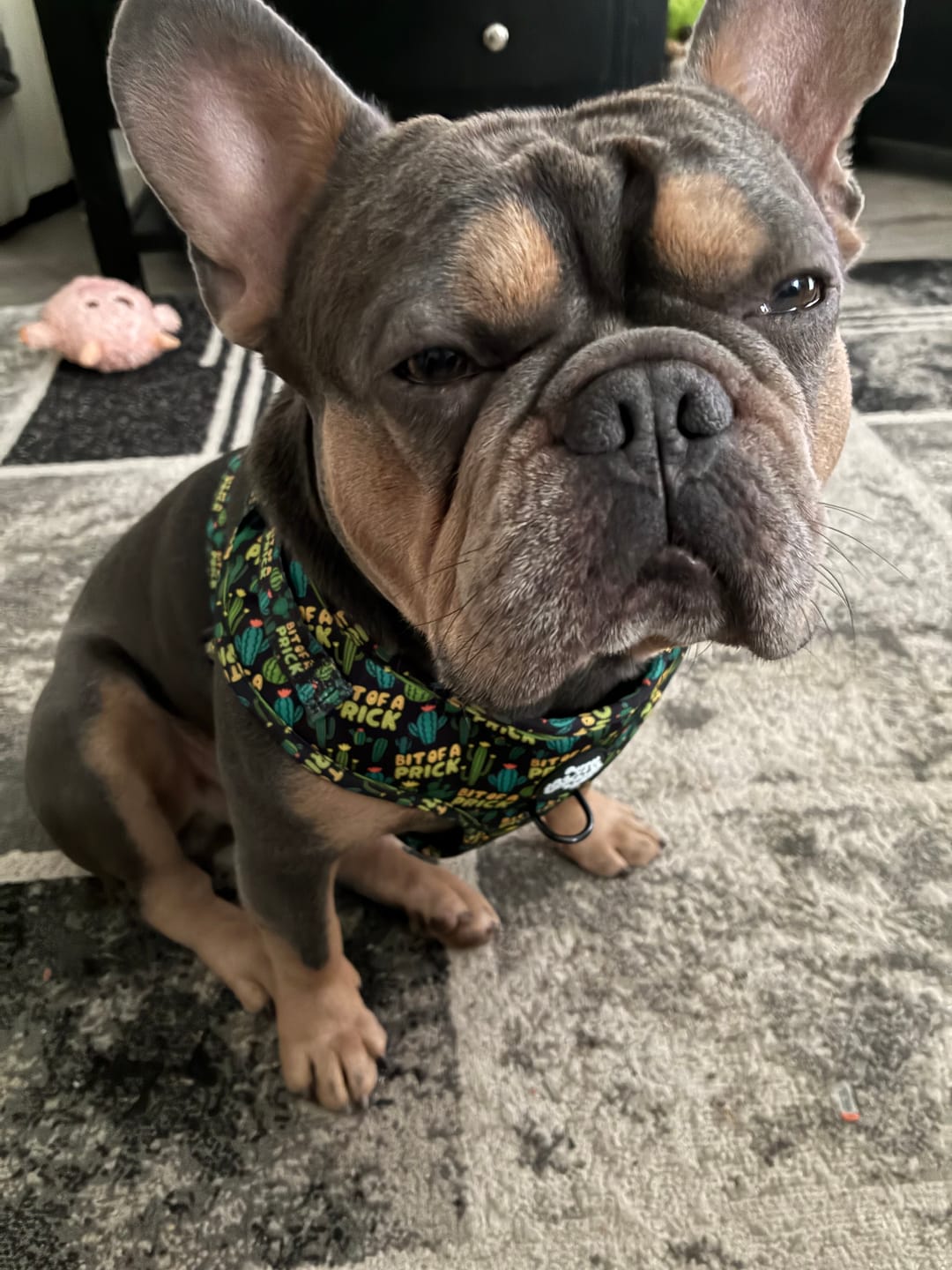 Customer photo review of Bit of a pr**k harness