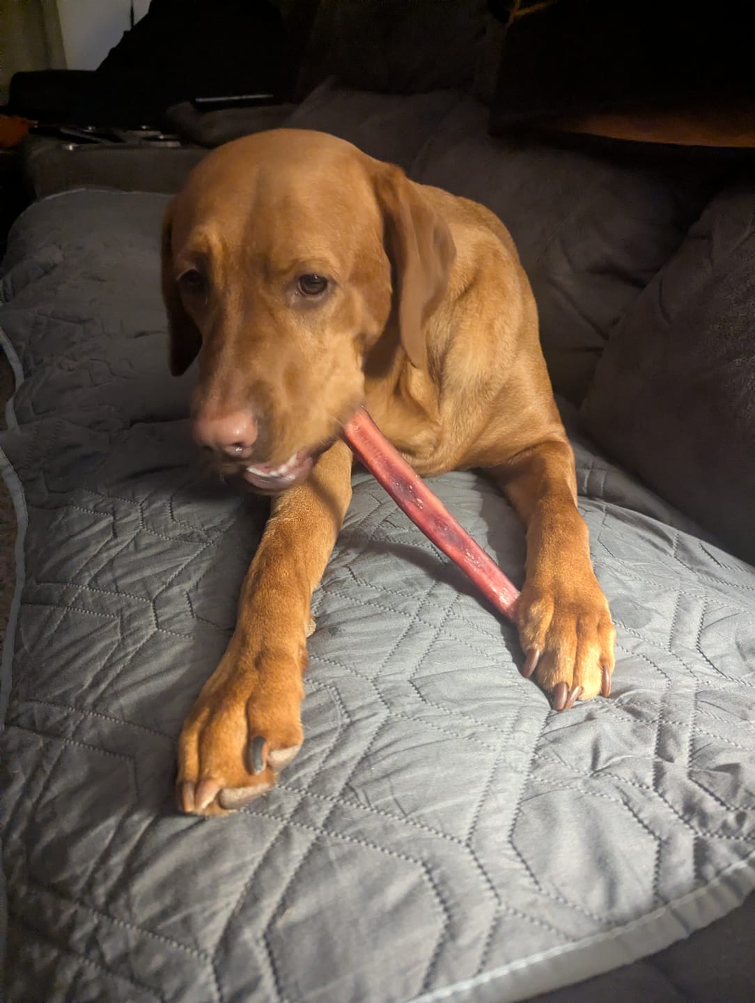 Customer photo review of 12 Inch Standard Bully Stick