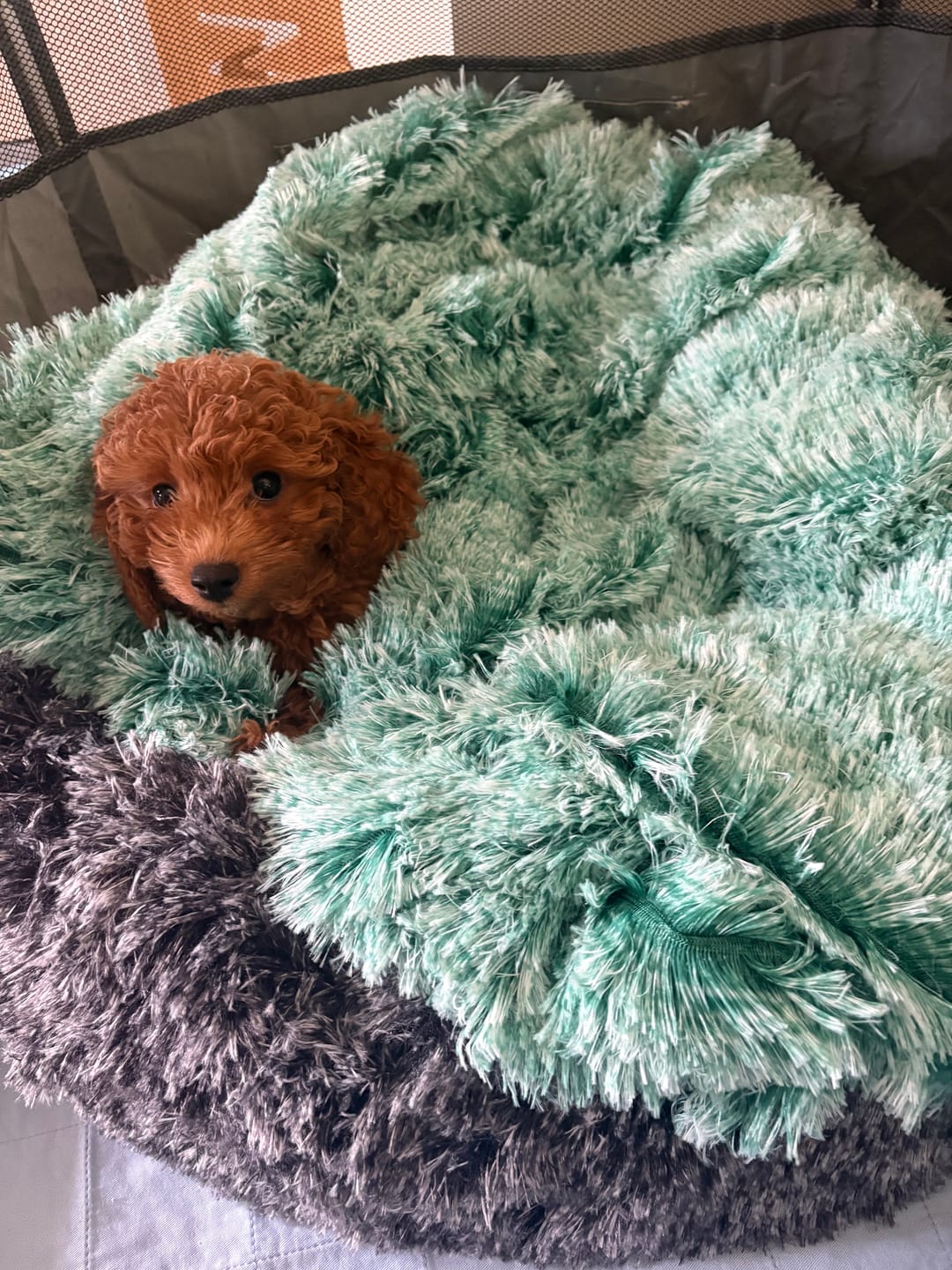 Customer photo review of Pet Calming Blanket