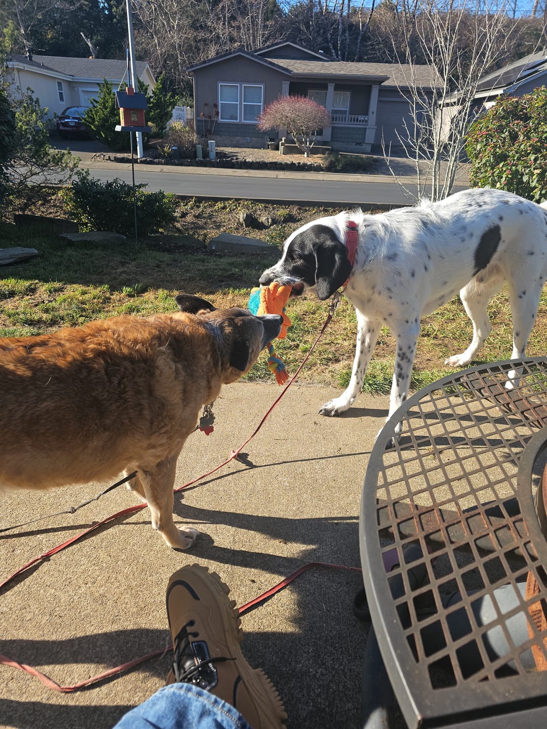 Customer photo review of Power Chewer Trial Pack – Built for the Toughest Chewers!