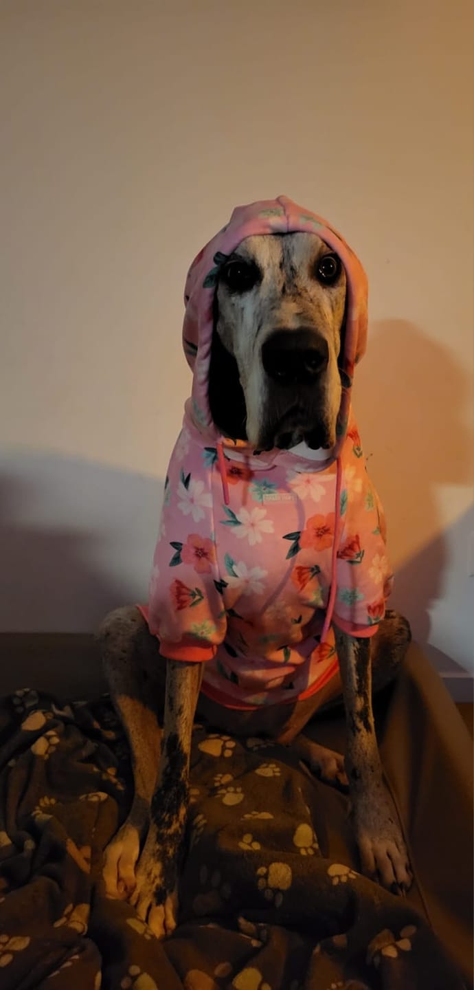 Customer photo review of Blossom Dog Hoodie - Pink